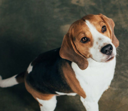 Wanneer geef ik kauwmateriaal aan mijn pup – en hoeveel  is eigenlijk normaal?