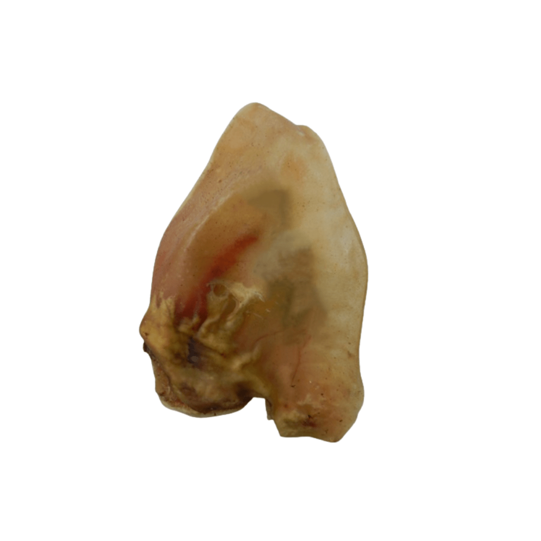 zeugenoor