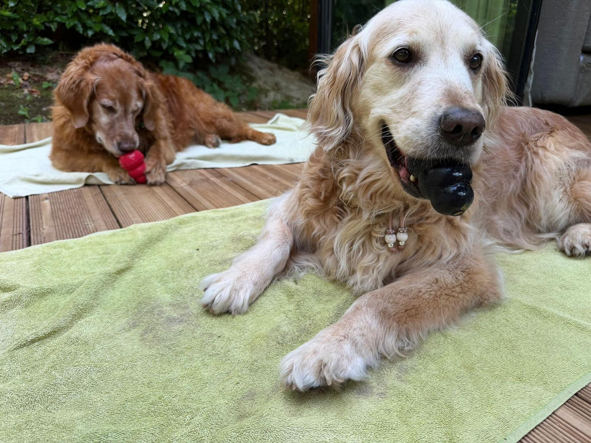 Twee golden retrievers met een rode KONG Classic en een zwarte KONG Extreme