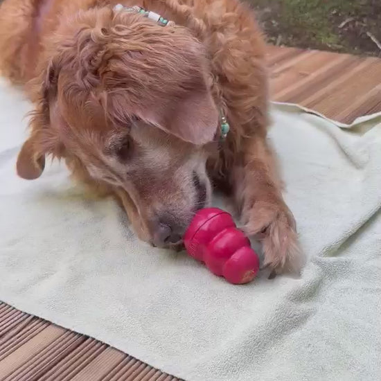 Golden retriever likt een gevulde rode KONG Classic leeg