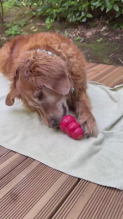 Golden retriever likt een gevulde rode KONG Classic leeg
