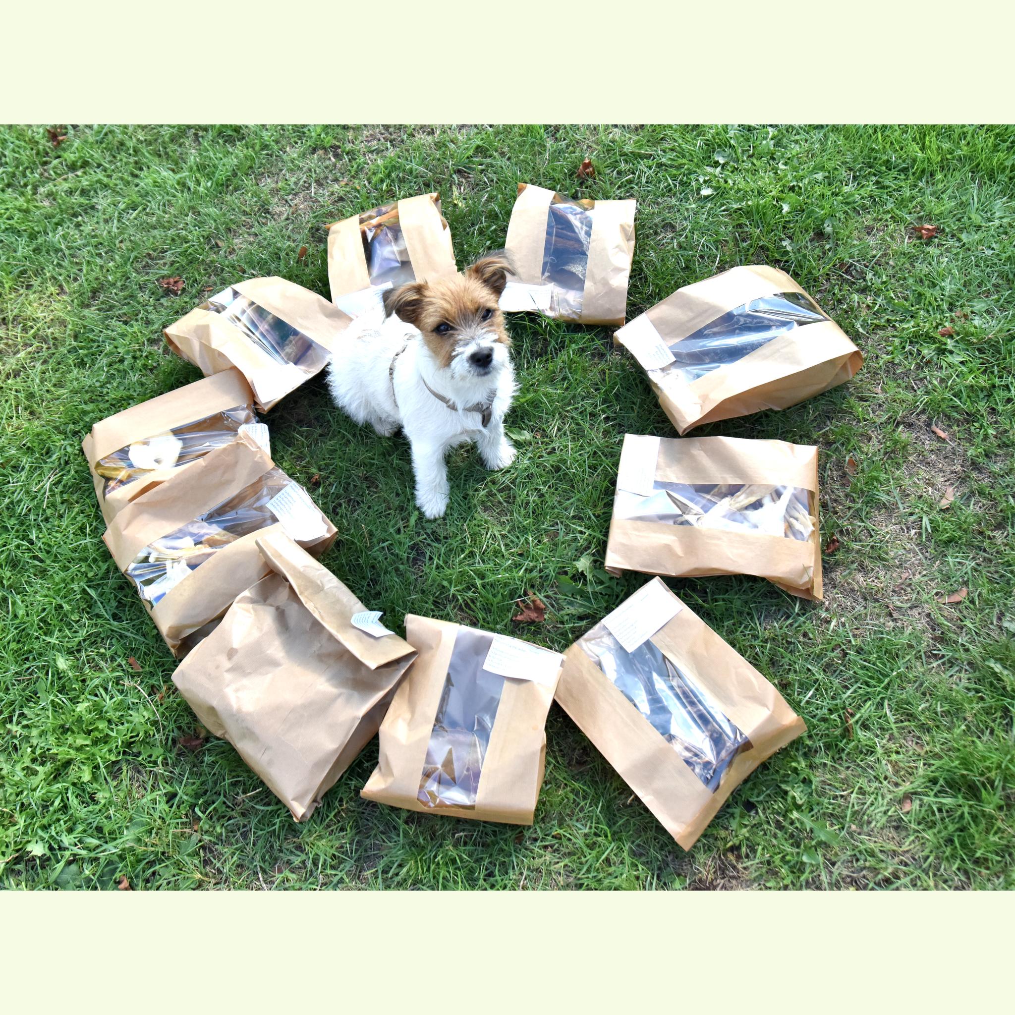 Puppy meegroei box 10 weken medium tot grote rassen