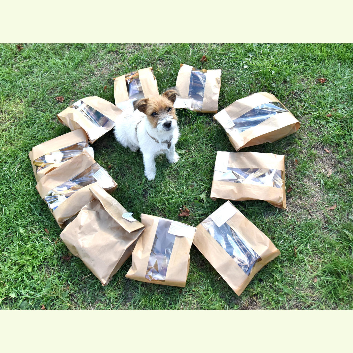 Puppy meegroei box 10 weken medium tot grote rassen